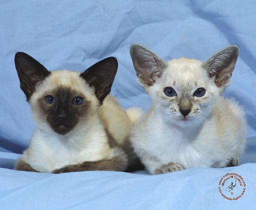 Siamese Cat 9W055D-100.JPG